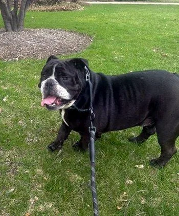 An adult large-sized male Black English Bulldog dog named Freddie for adoption in Bedford Hills, NY