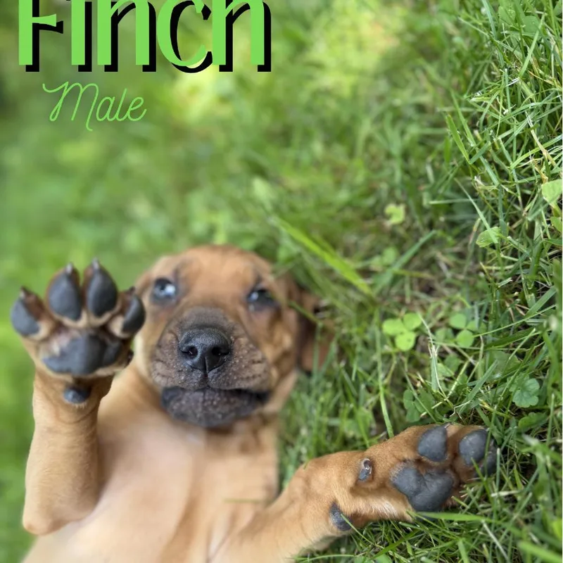Finch