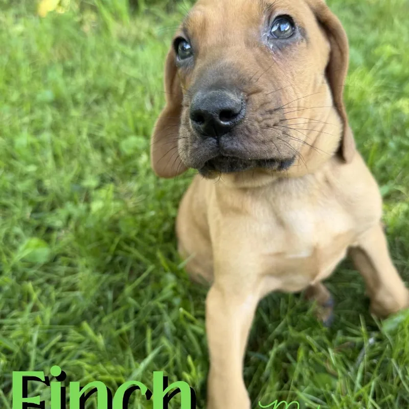 Finch thumbnail 2