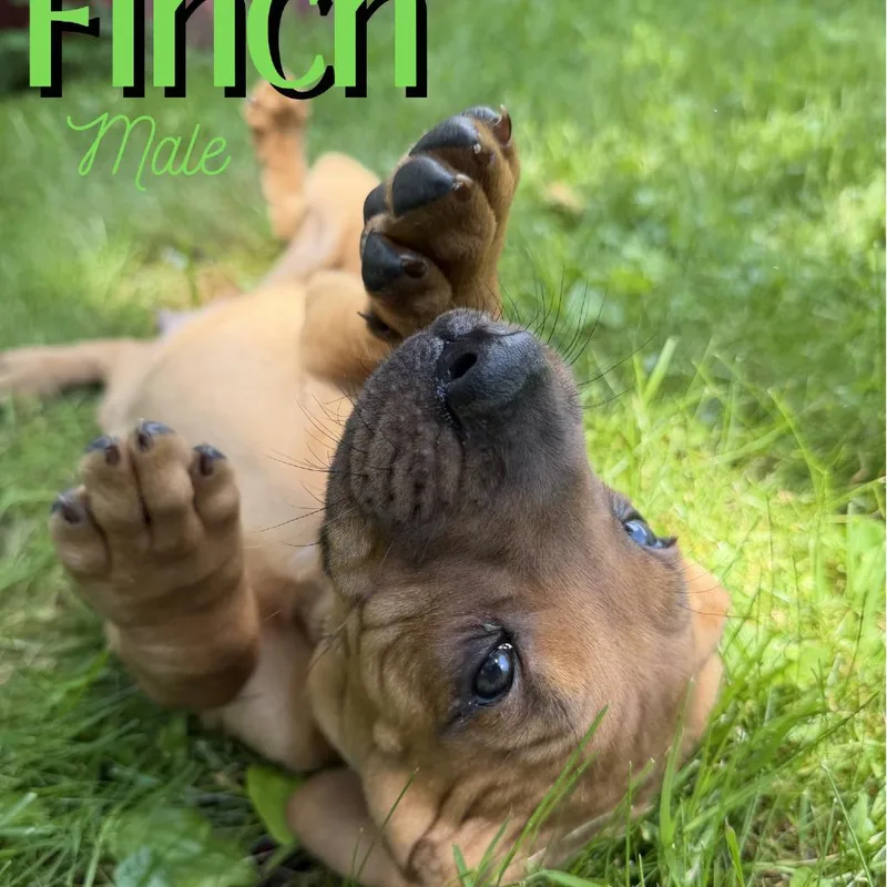 Finch thumbnail 3