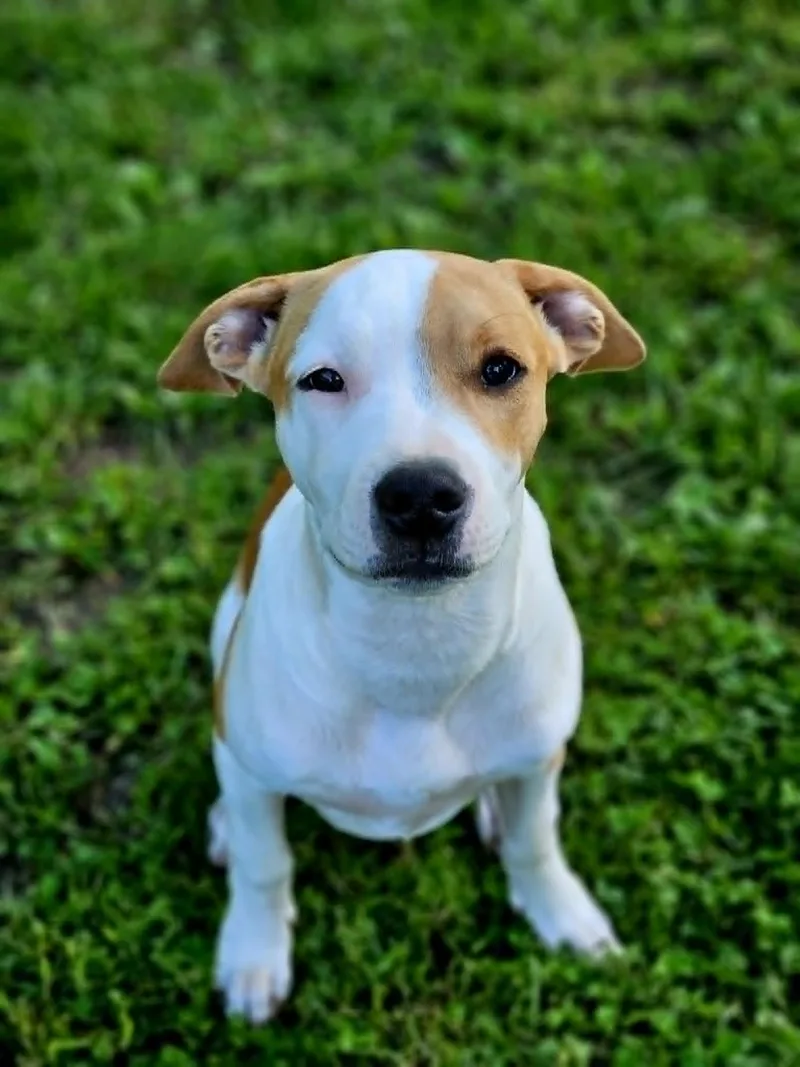 A young medium-sized female Brown / Chocolate Pit Bull Terrier dog named Honey for adoption in Windsor, MO