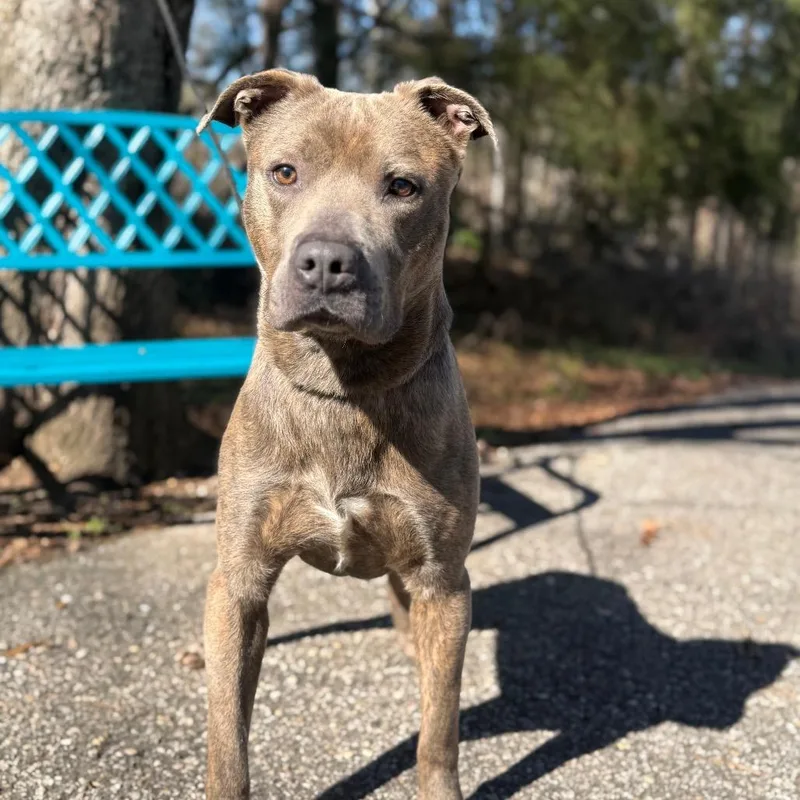 Grumpy Gills Mcghee thumbnail 2