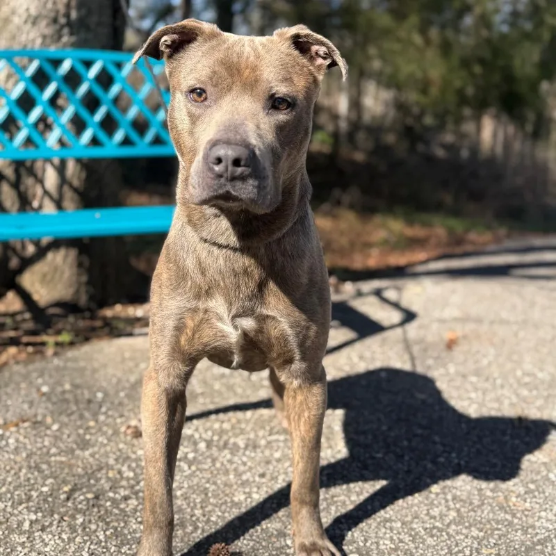 Grumpy Gills Mcghee thumbnail 3