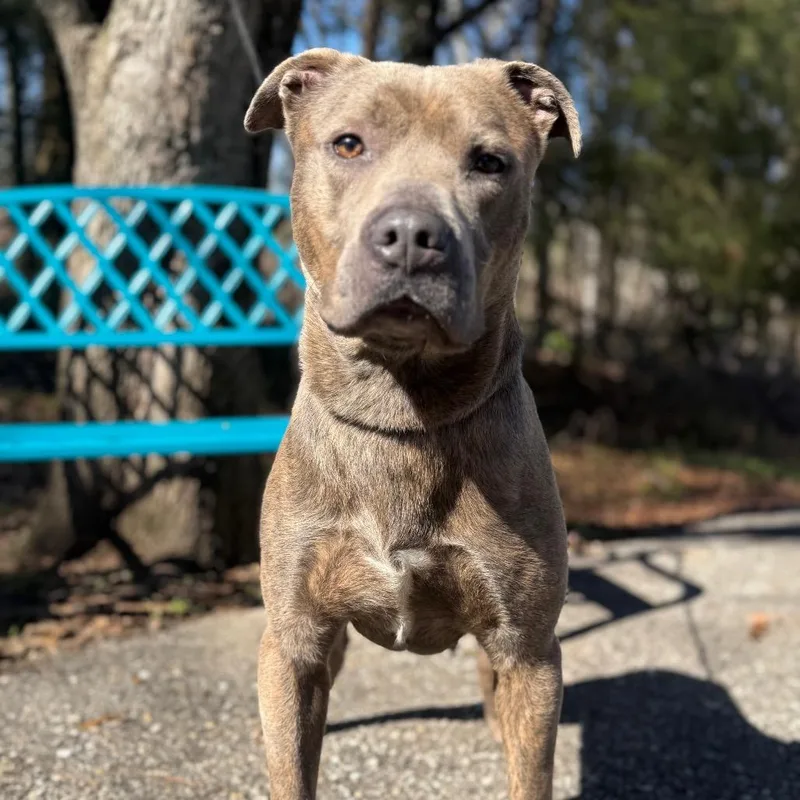 Grumpy Gills Mcghee thumbnail 4