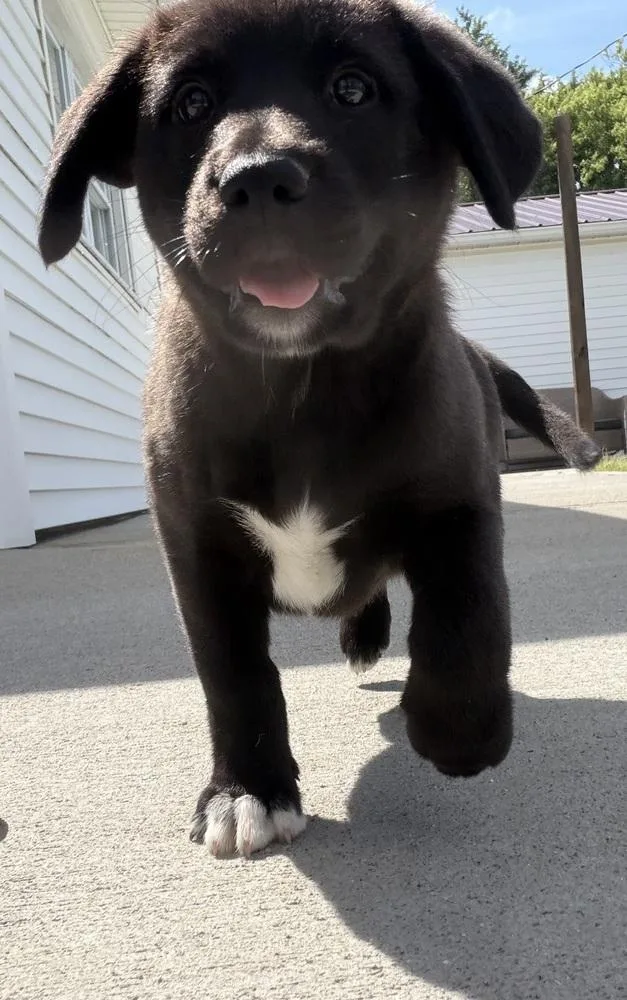 A baby large-sized female Tricolor (Brown, Black, & White) Labrador Retriever dog named Connecticut : Bristol for adoption in Aurora, IN