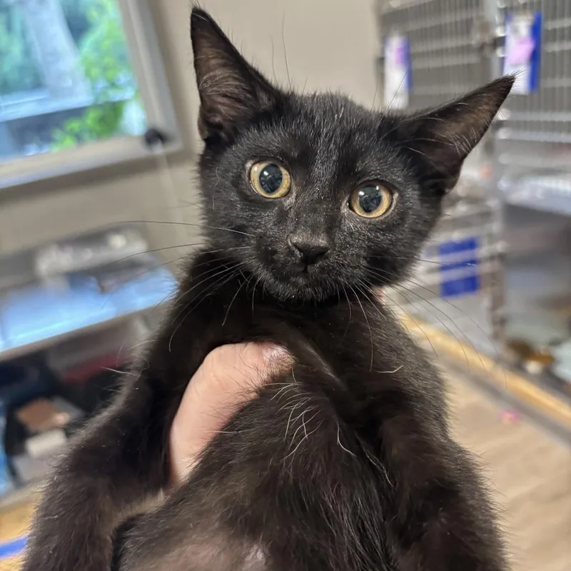A baby small-sized male Black Domestic Short Hair cat named Skim for adoption in Newark, DE
