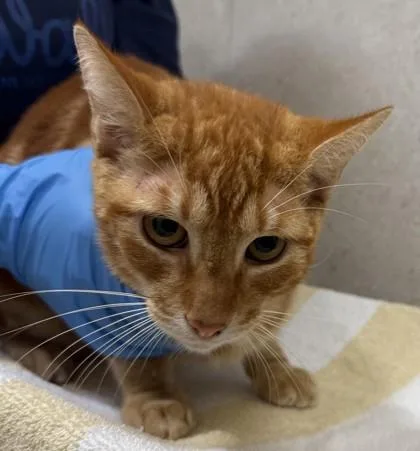 An adult small-sized male Domestic Short Hair cat named Rajah for adoption in Honolulu, HI