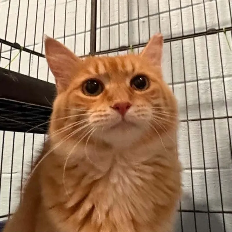An adult medium-sized female Orange / Red Domestic Long Hair cat named Pumpkin for adoption in Gordonsville, TN