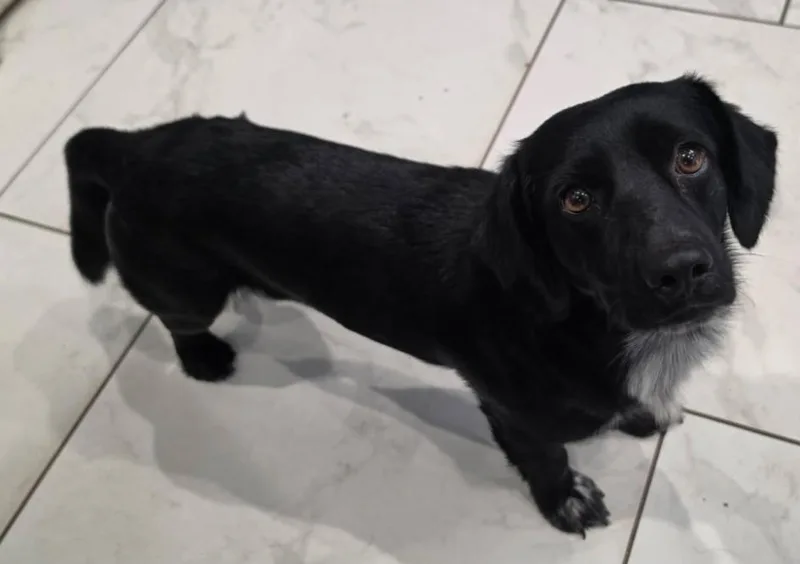 An adult medium-sized male Dachshund dog named Moo for adoption in Sedalia, CO