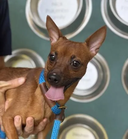 A young small-sized male Chihuahua dog named Mochiko for adoption in Honolulu, HI