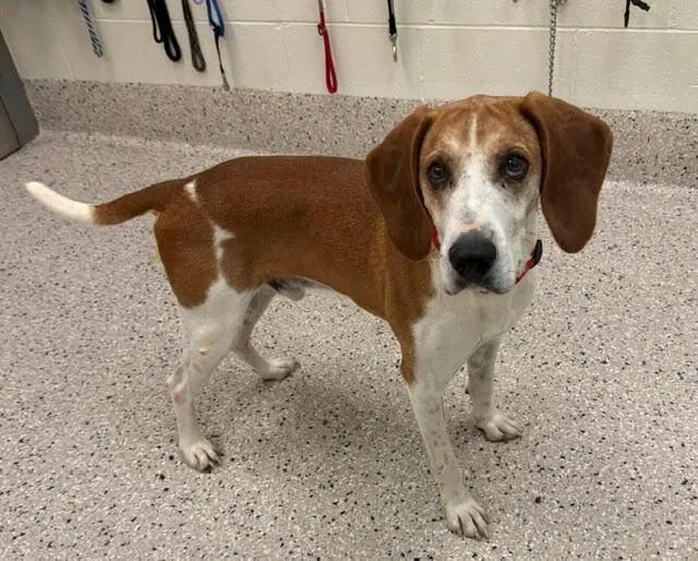 A senior medium-sized male Treeing Walker Coonhound dog named Cash for adoption in Littleton, CO