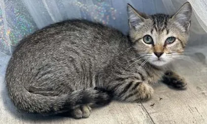 An adult small-sized male Domestic Short Hair cat named Smurf for adoption in Shreveport, LA