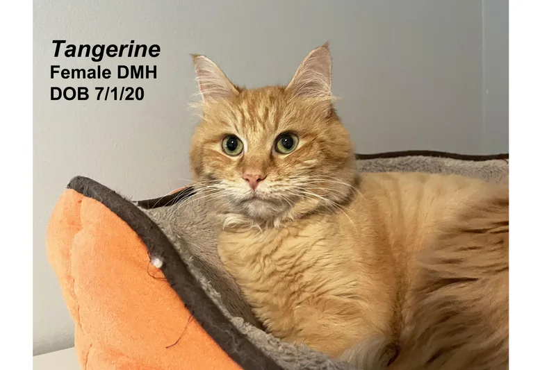 An adult large-sized female Tabby (Orange / Red) Domestic Medium Hair cat named Tangerine for adoption in Lincoln, NE