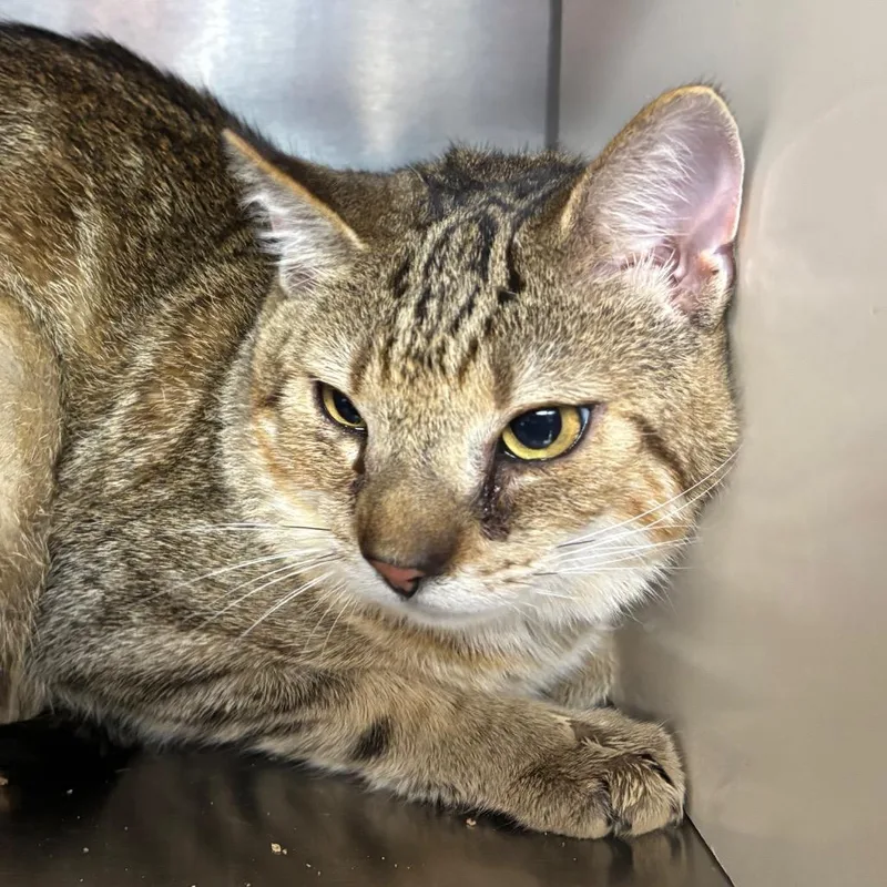 An adult medium-sized male Orange / Red Domestic Short Hair cat named Clawrence for adoption in Newark, NJ
