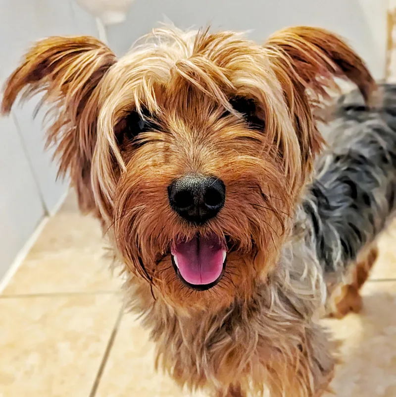 An adult small-sized female Yorkshire Terrier dog named Missie for adoption in Eustis, FL