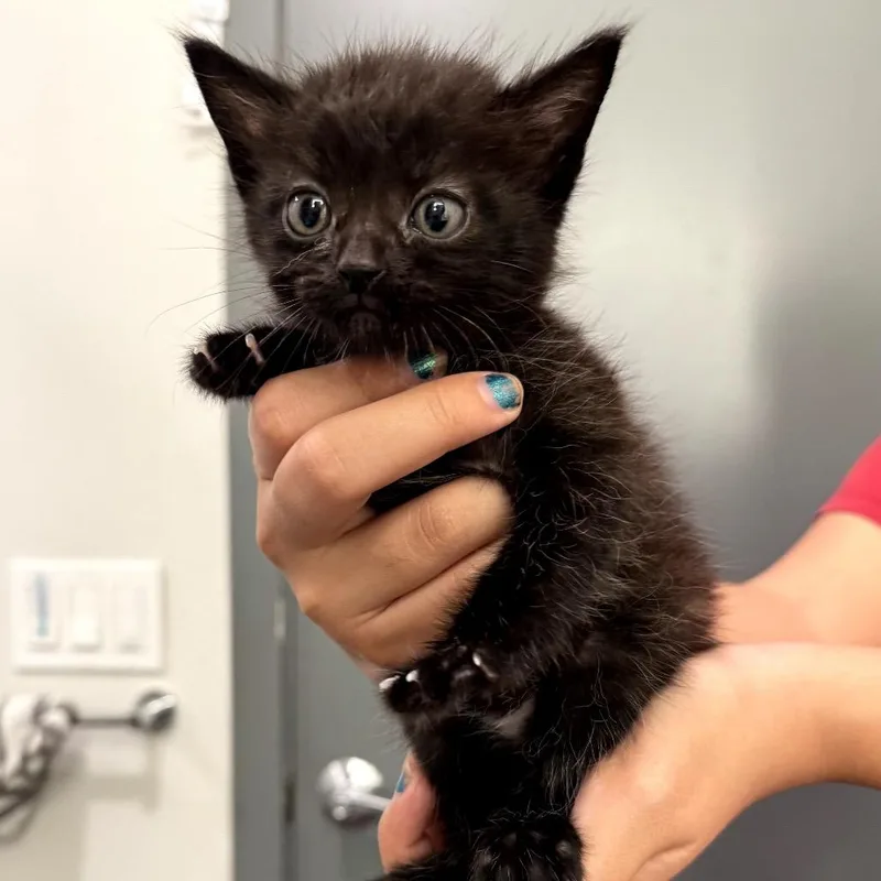 A baby small-sized male Black Domestic Short Hair cat named Tinky for adoption in Long Beach, CA