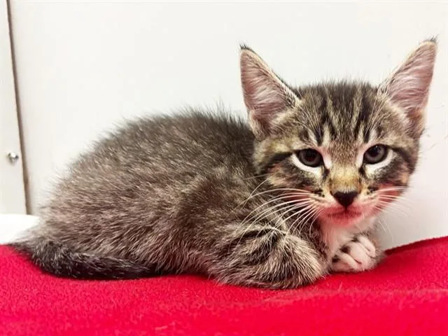 A baby small-sized female Domestic Short Hair cat named Sherilynn for adoption in Sacramento, CA