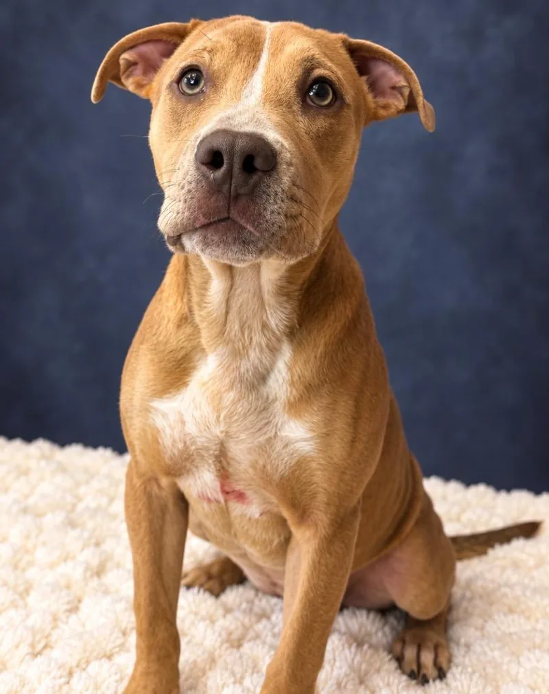 A baby medium-sized female Terrier dog named Karina for adoption in Wintersville, OH