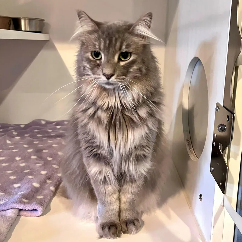 A young large-sized male Gray / Blue / Silver Domestic Long Hair cat named Greyson for adoption in Lodi, CA