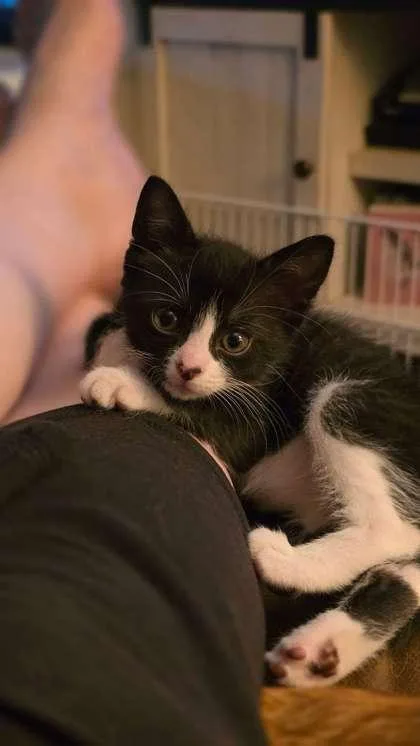 A baby small-sized male Domestic Short Hair cat named Pt for adoption in Mount Pleasant, IA