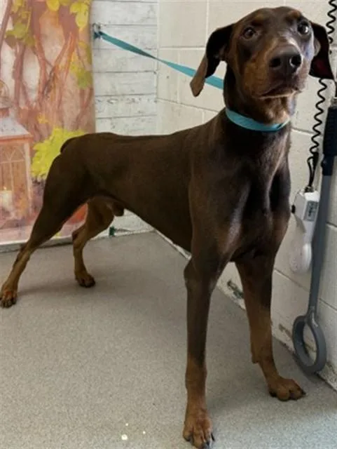 A young large-sized male Doberman Pinscher dog named Latte for adoption in San Bernardino, CA
