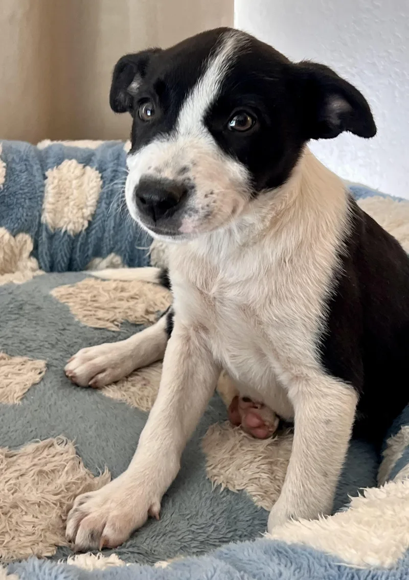 A baby medium-sized male Terrier dog named Bandit for adoption in Encino, CA