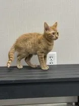 A baby small-sized female Domestic Short Hair cat named Sky for adoption in Fergus Falls, MN