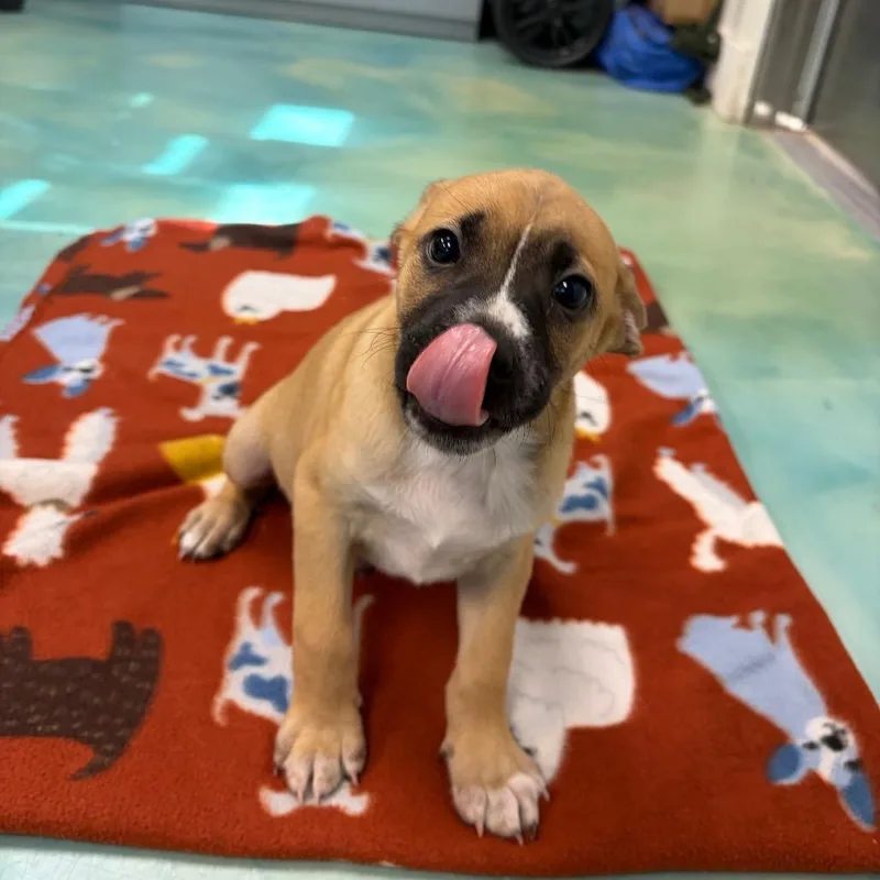 A baby medium-sized male Terrier dog named Snappy for adoption in Danbury, CT