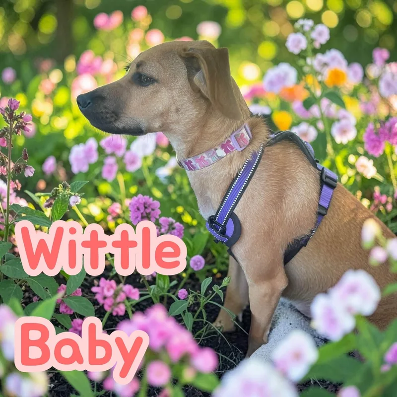 Wittle Baby  dog thumbnail 2