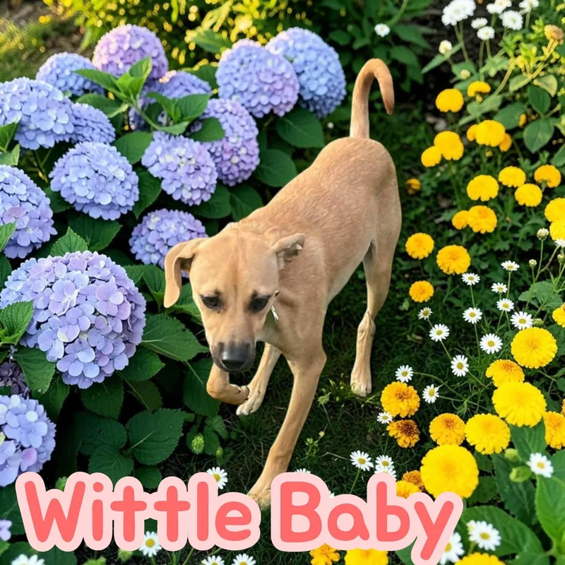 Wittle Baby  dog thumbnail 4
