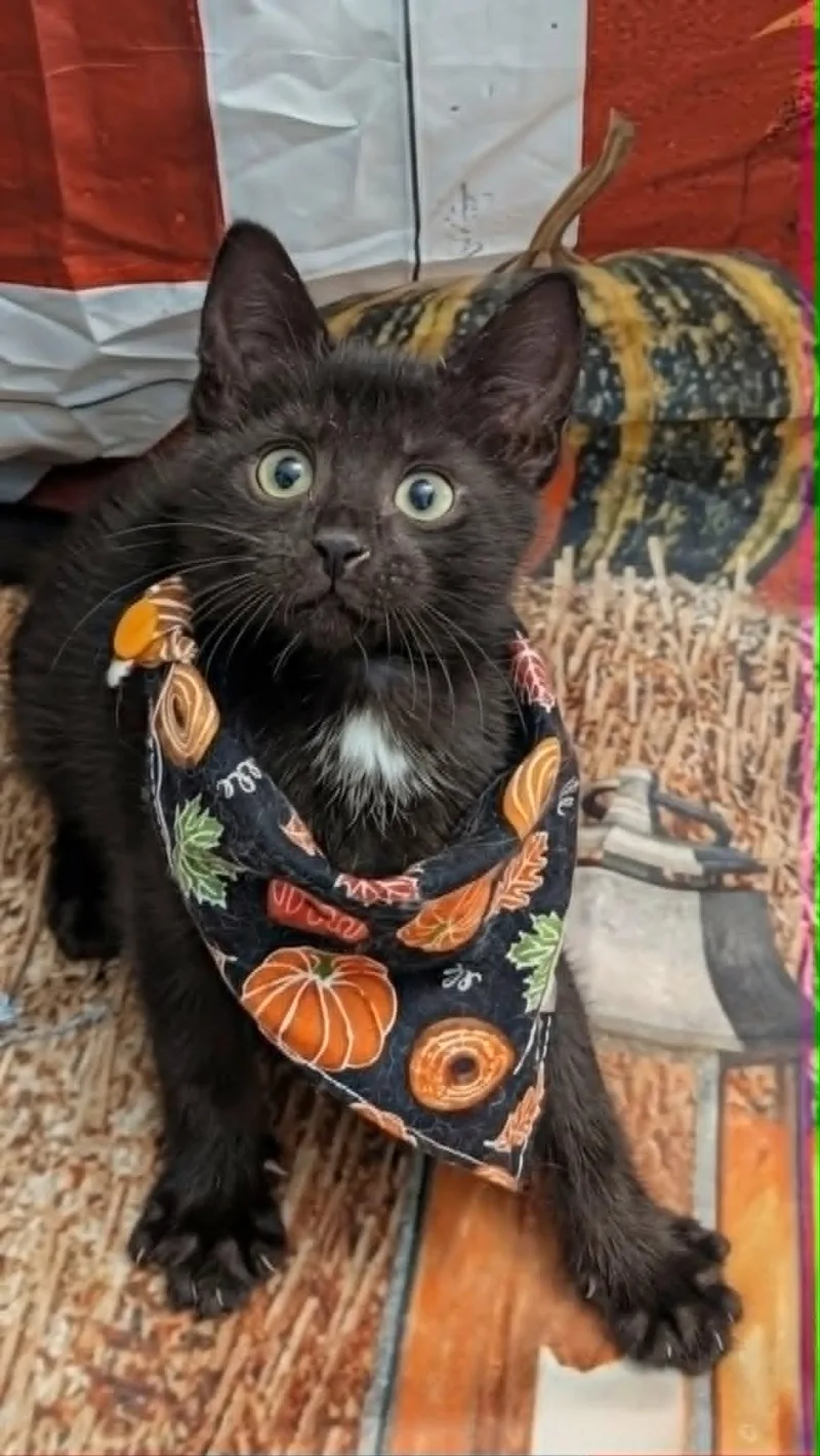 A baby medium-sized female Domestic Short Hair cat named Blue Moon for adoption in Chesapeake Beach, MD