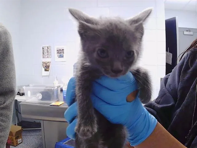 A baby small-sized male Domestic Short Hair cat named Archie for adoption in Charlotte, NC