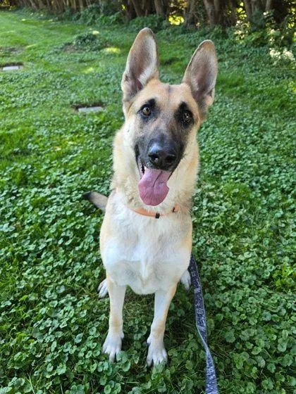 An adult large-sized female German Shepherd Dog dog named Cici for adoption in Williamsport, PA