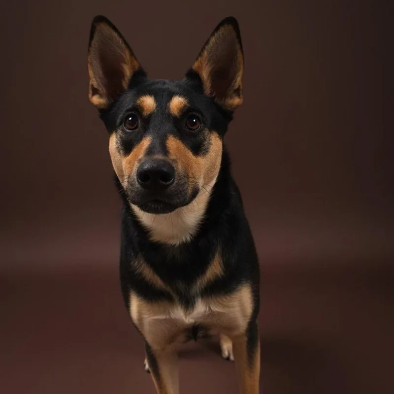 An adult large-sized female Black Beauceron dog named Sadie for adoption in Enid, OK