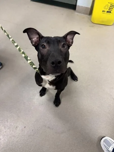 A young medium-sized male Pit Bull Terrier dog named Carlos for adoption in Millersville, MD