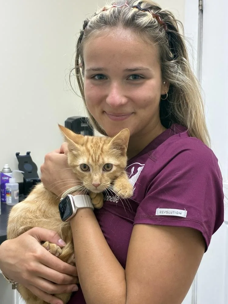 A baby small-sized male Domestic Short Hair cat named Zepher for adoption in Henrico, VA