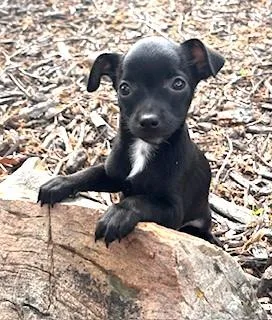 A baby small-sized female Black Chihuahua dog named Lulu for adoption in fort worth, TX