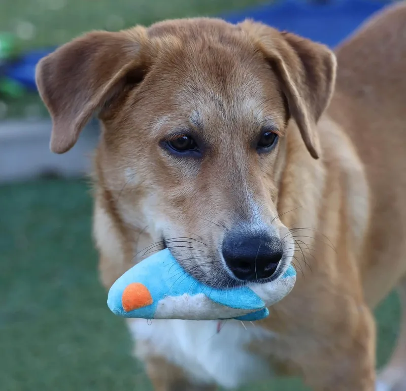 A young large-sized male Golden Retriever dog named Madison for adoption in Southlake, TX
