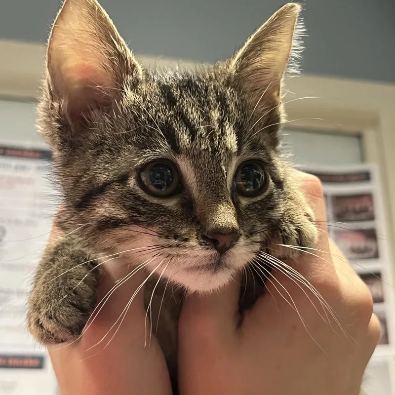 A baby small-sized male Brown / Chocolate Domestic Short Hair cat named Razzles for adoption in Chattanooga, TN