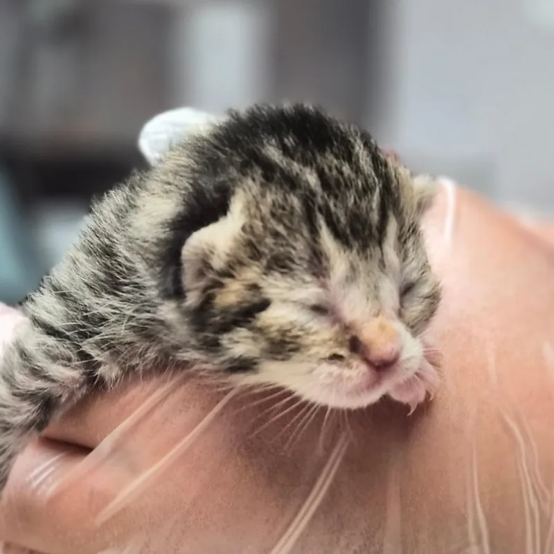 A baby small-sized female Brown / Chocolate Domestic Short Hair cat named Rihanna for adoption in Newark, NJ