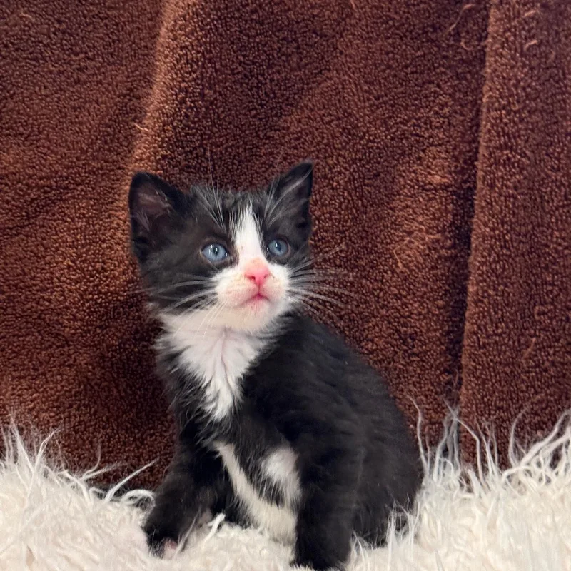 A baby medium-sized male Black & White / Tuxedo Domestic Short Hair cat named Emmett for adoption in Johnson City, TN