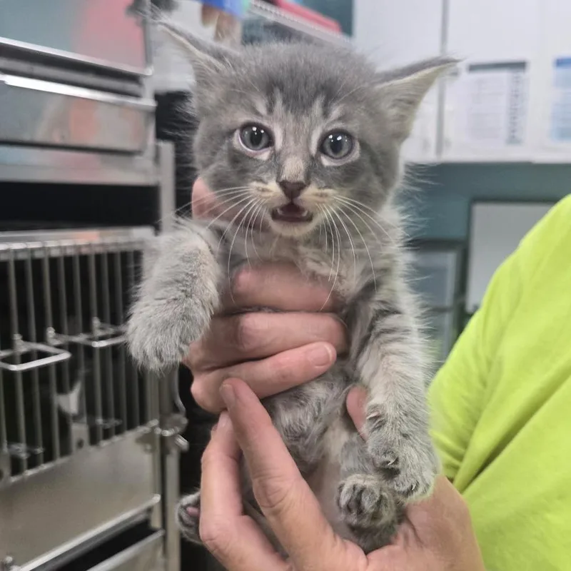 A baby small-sized male Gray / Blue / Silver Domestic Short Hair cat named Atlas for adoption in Fredericksburg, VA