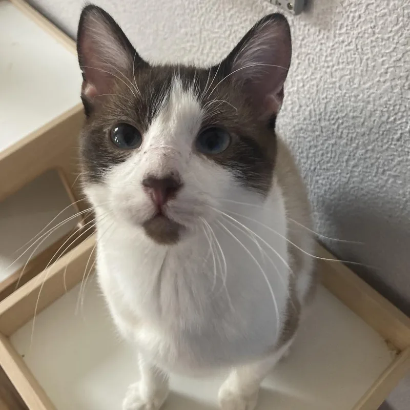 A young small-sized male White Domestic Short Hair cat named Sulley for adoption in Midland, TX