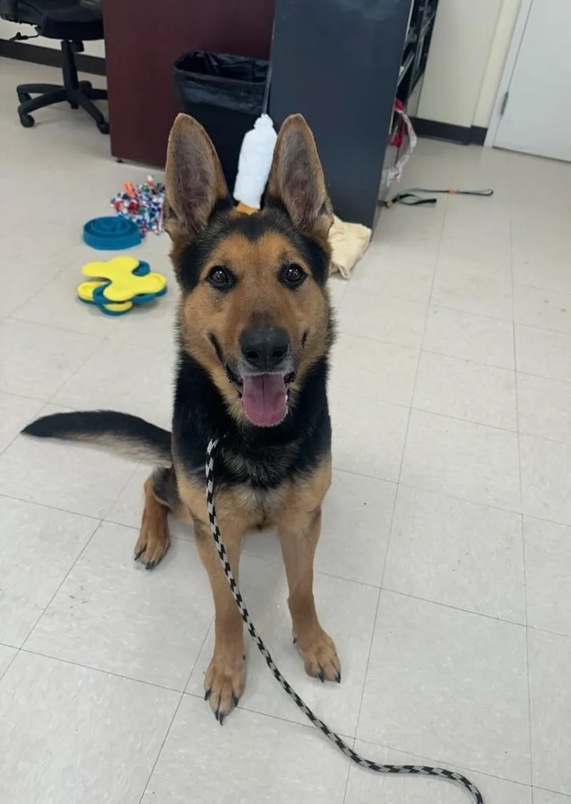 An adult large-sized male German Shepherd Dog dog named Jt Realmuto for adoption in Clayton, NJ