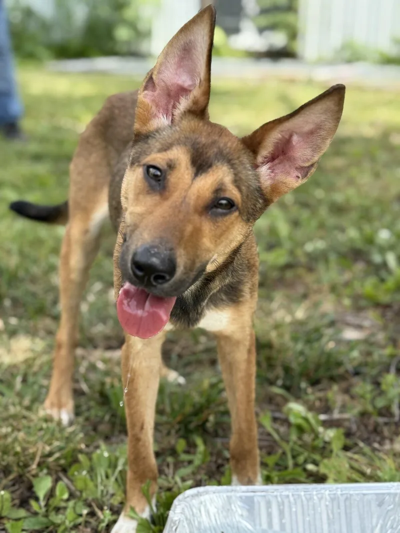 An adult small-sized female Miniature Pinscher dog named Lulu for adoption in Blue Springs, MO
