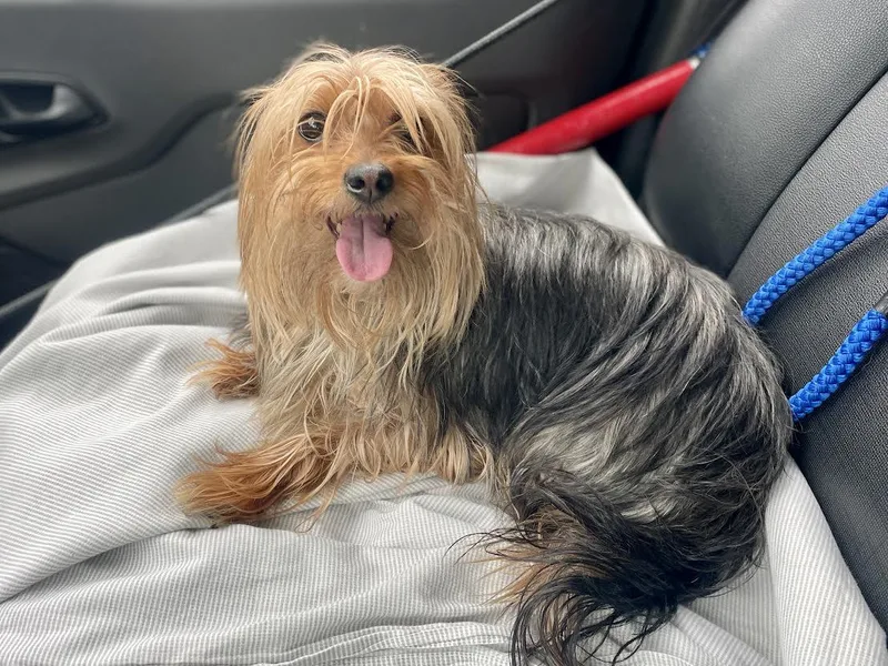 An adult small-sized female Yorkshire Terrier dog named Anne for adoption in Boston, MA