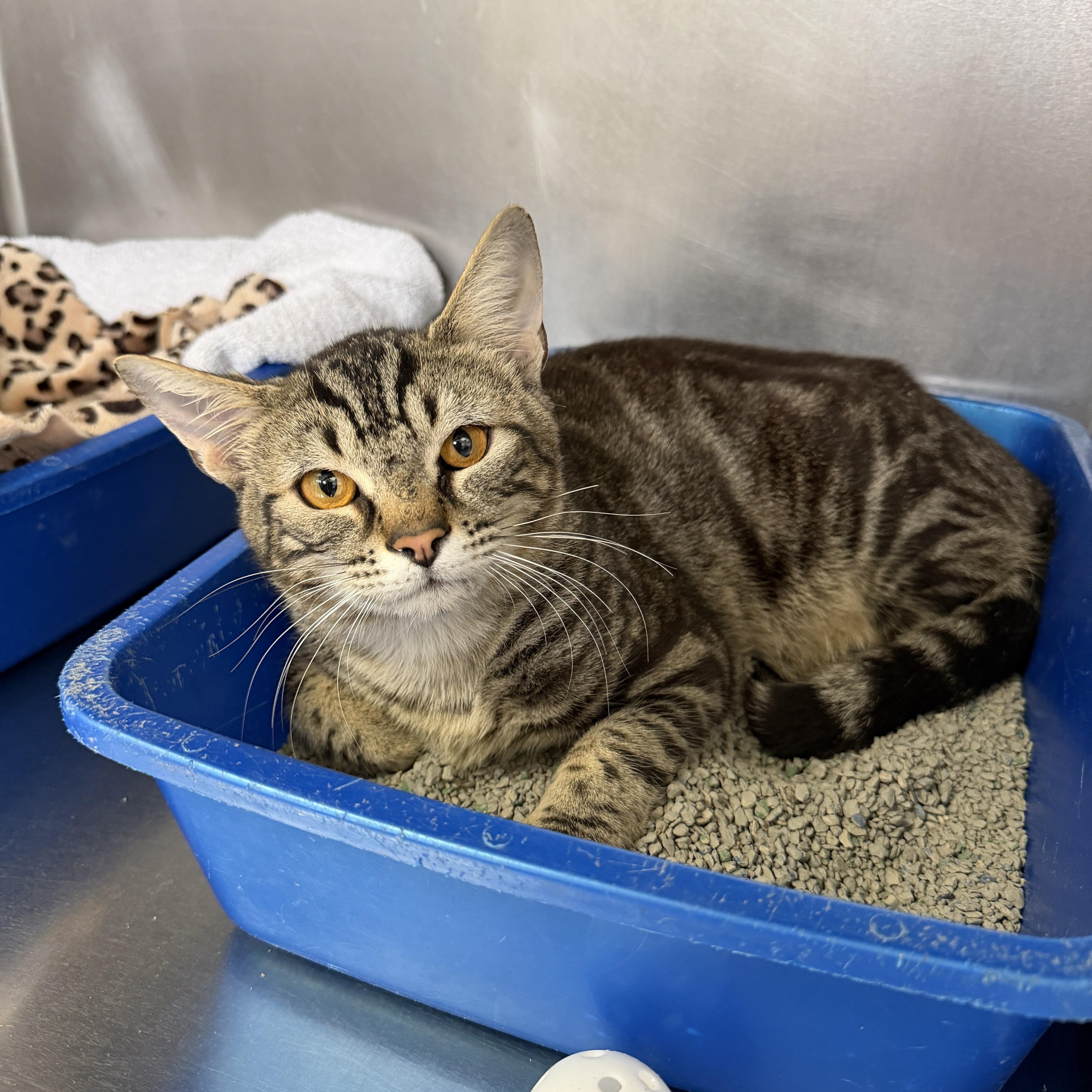 A young medium-sized male Tabby (Tiger Striped) Domestic Short Hair cat named Manny for adoption in Wantagh, NY