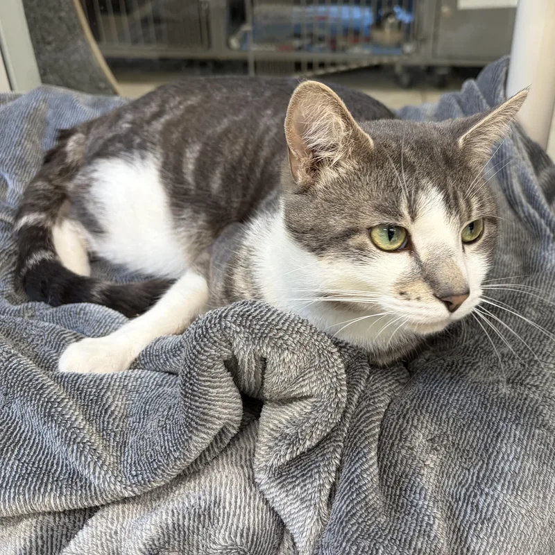 An adult medium-sized male Tabby (Gray / Blue / Silver) Domestic Short Hair cat named Bradley for adoption in Southold, NY