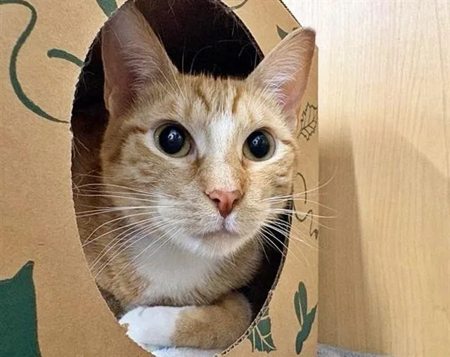 A young medium-sized male Domestic Medium Hair cat named Boyer for adoption in Saint Louis, MO