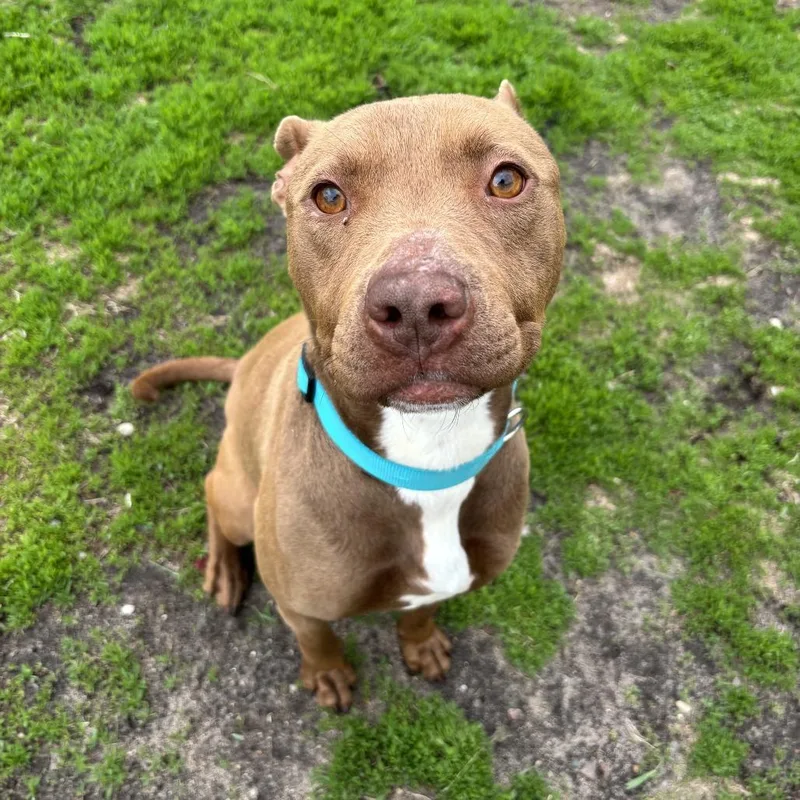 An adult medium-sized female Brown / Chocolate Pit Bull Terrier dog named Mandi for adoption in Wadena, MN